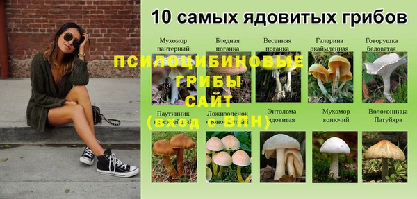 стафф Зерноград